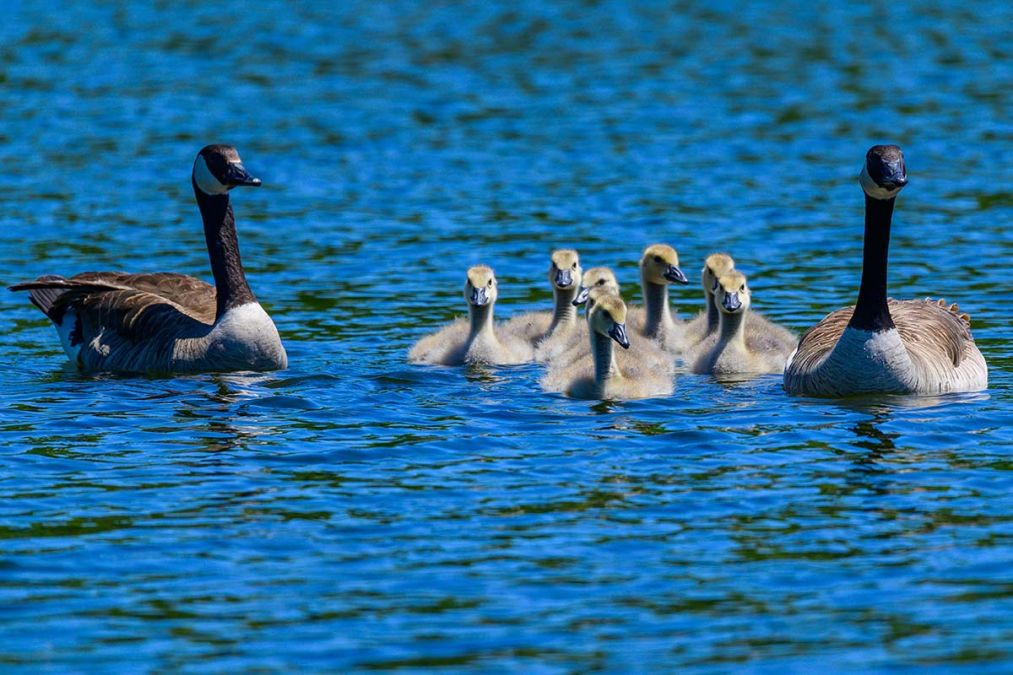 Duck and goose populations booming in Michigan. Other birds Not so much. Bridge Michigan